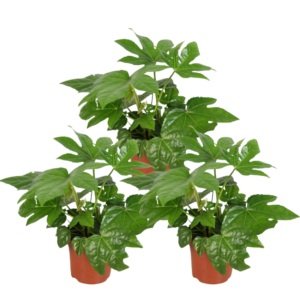 3er Set | Zimmeraralie | +/- 40-50cm | ø 12-15cm Topf