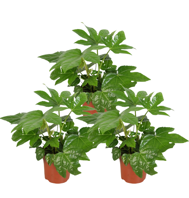 3er fatsia 2 png