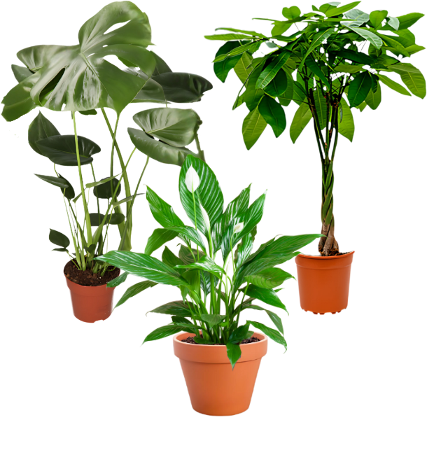 3er monstera spathi pachira 01 png