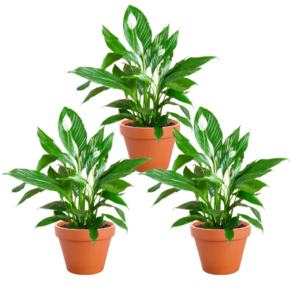 3er-Set | Spathiphyllum | "Einblatt" | +/- 40-50cm | ø 12-15cm Topf