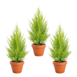 3er-Set Zimmerzypresse | Goldcrest | +/- 40-50cm | ø 12-15cm Topf