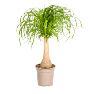 Beaucarnea Recurvata “Stamm” | Elefantenfuß | +/- 70cm | ø 21cm Topf