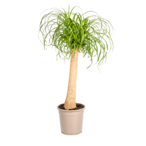 Beaucarnea Recurvata “Stamm” | Elefantenfuß | +/- 90-100cm | ø 24cm Topf