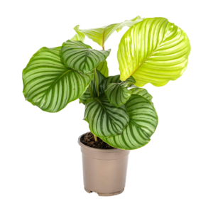 Calathea “Orbifolia” | Korbmarante | +/- 45cm | ø 17cm Topf