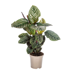Calathea Ornata “Sanderiana” | Korbmarante | +/- 45cm | ø 17cm Topf