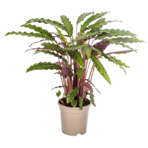 Calathea “Rufibarba” | Korbmarante | +/- 45cm | ø 17cm Topf