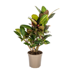 Codiaeum Croton “Petra” | Wunderstrauch | +/- 70-80cm | ø 21cm Topf