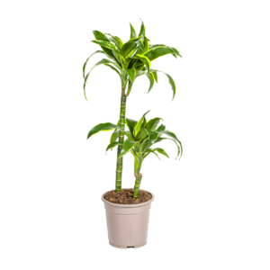 Dracaena Deremensis “Dorado” | Drachenbaum | +/- 80cm | ø 19cm Topf