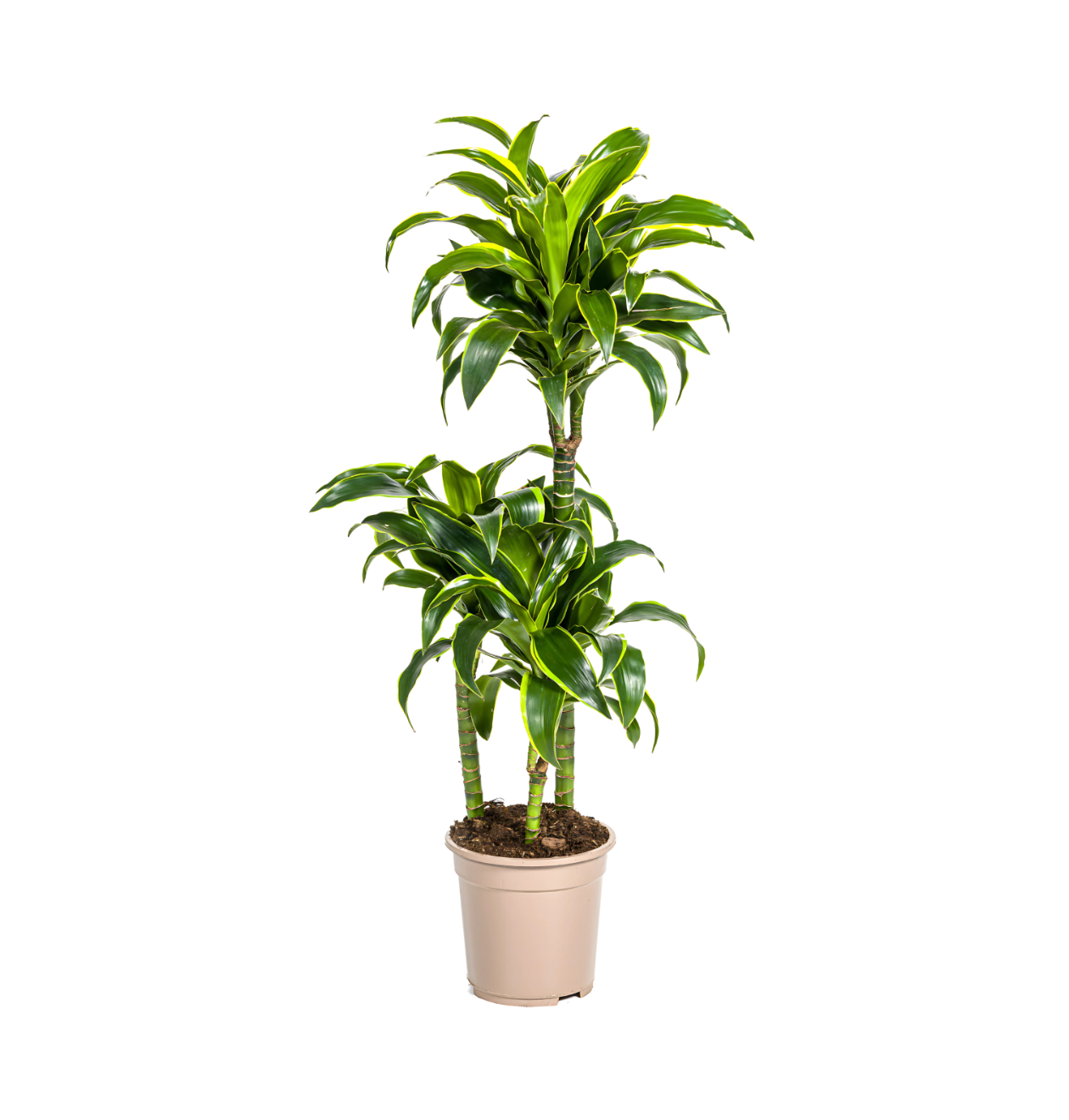 Dracaena Deremensis “Dorado” | Drachenbaum | +/- 110cm | ø 21cm Topf 1 Dracaena Deremensis “Dorado” | Drachenbaum | +/- 110cm | ø 21cm Topf