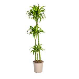 Dracaena Deremensis “Dorado” | Drachenbaum | +/- 130cm | ø 24cm Topf
