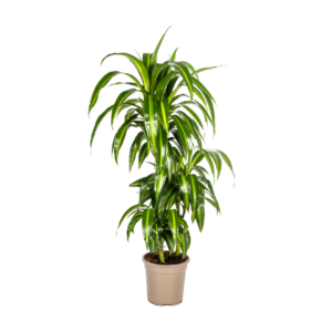 Dracaena Deremensis “Hawaiian Sunshine” | Drachenbaum | +/- 100cm | ø 21cm Topf