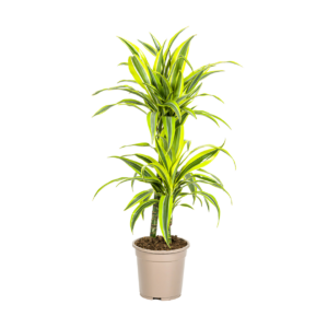 Dracaena Deremensis “Lemon Lime” | Drachenbaum | +/- 80cm | ø 19cm Topf