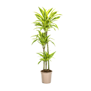 Dracaena Deremensis “Lemon Lime” | Drachenbaum | +/- 140cm | ø 24cm Topf