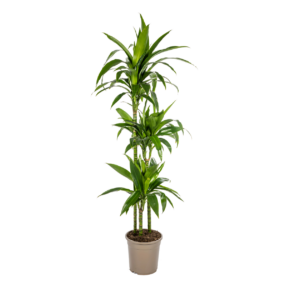 Dracaena Deremensis “Lisa” | Drachenbaum | +/- 140cm | ø 24cm Topf