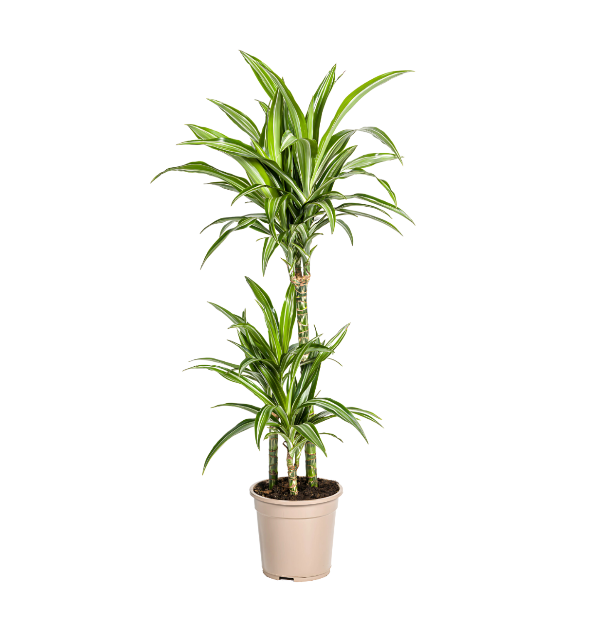 Dracaena Deremensis “White Stripe” | Drachenbaum | +/- 100cm | ø 21cm Topf 1 Dracaena Deremensis “White Stripe” | Drachenbaum | +/- 100cm | ø 21cm Topf