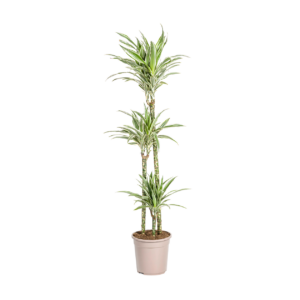 Dracaena Deremensis “White Stripe” | Drachenbaum | +/- 140cm | ø 24cm Topf