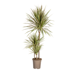 Dracaena Marginata “Bicolor” | Drachenbaum | +/- 120cm | ø 21cm Topf