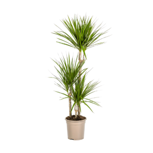 Dracaena Marginata “Green” | Drachenbaum | +/- 120cm | ø 21cm Topf