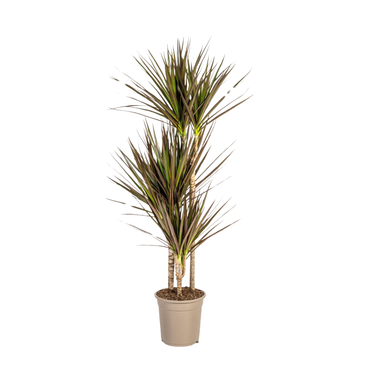 Dracaena Marginata “Magenta” | Drachenbaum | +/- 120cm | ø 21cm Topf 1 Dracaena Marginata “Magenta” | Drachenbaum | +/- 120cm | ø 21cm Topf