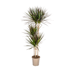 Dracaena Marginata “Magenta” | Drachenbaum | +/- 140cm | ø 24cm Topf