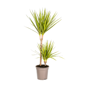 Dracaena Marginata “Sunray” | Drachenbaum | +/- 80-100cm | ø 19cm Topf