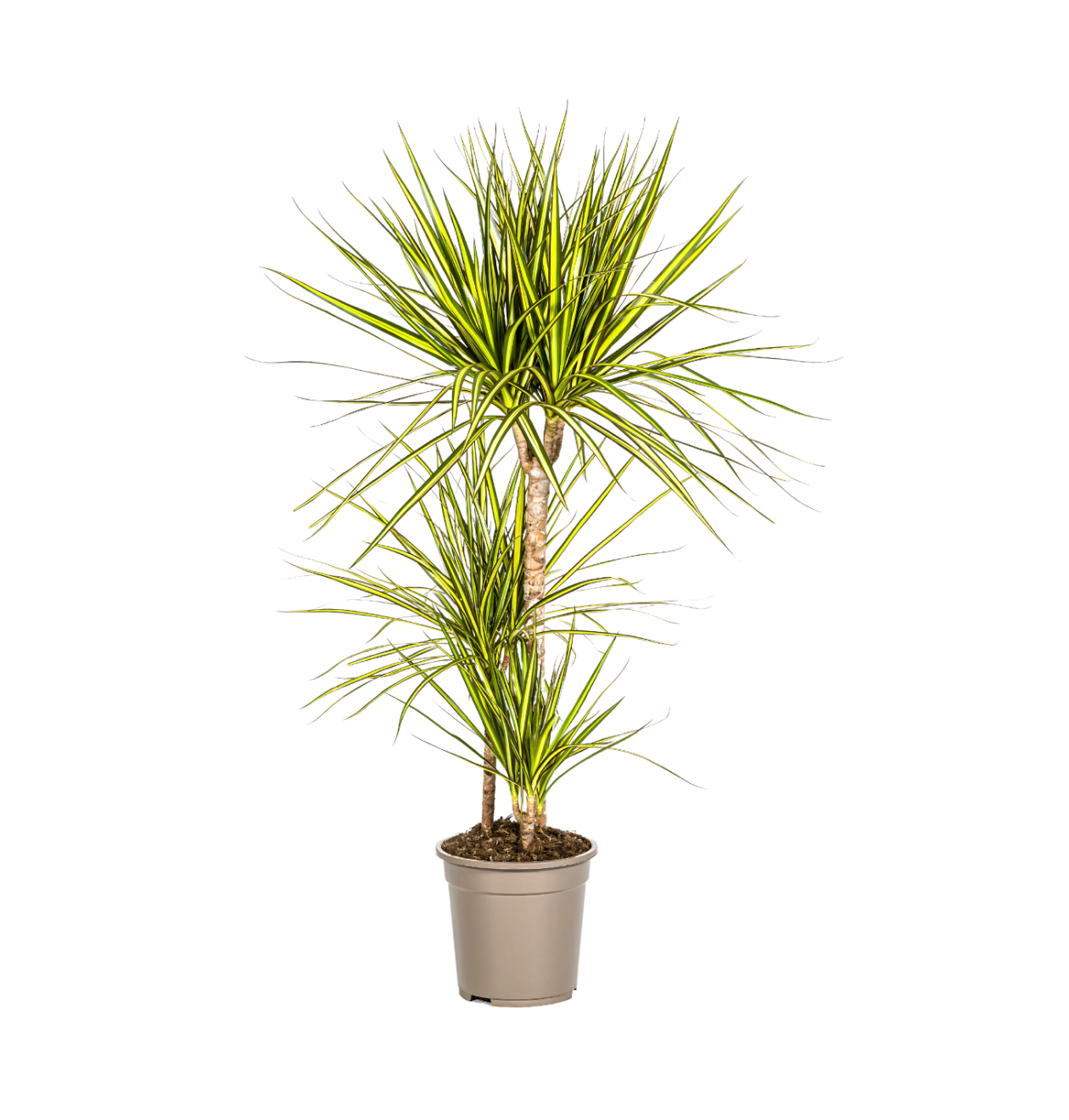 Dracaena Marginata “Sunray” | Drachenbaum | +/- 100-110cm | ø 21cm Topf 1 Dracaena Marginata “Sunray” | Drachenbaum | +/- 100-110cm | ø 21cm Topf