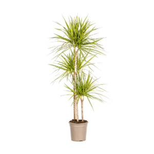Dracaena Marginata “Sunray” | Drachenbaum | +/- 140cm | ø 24cm Topf