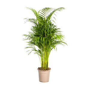 Dypsis Areca Lutescens | Goldfruchtpalme | +/- 110cm | ø 21cm Topf