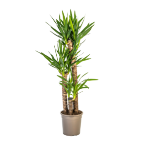 Yucca Elephantipes | Palmlilie | +/- 130cm | ø 24cm Topf