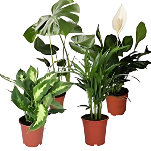 4er-Set Luftreinigende Pflanzen | Monstera | Einblatt | Dieffenbachie | Goldfruchtpalme | +/- 40-50cm | ø 12-15cm Topf