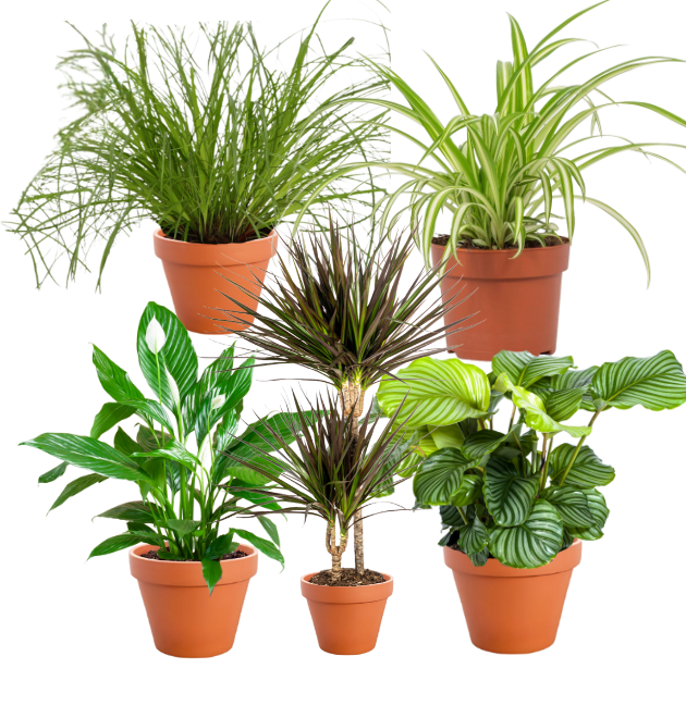 5er grue cat 01 png f06cc9cc0e74f542