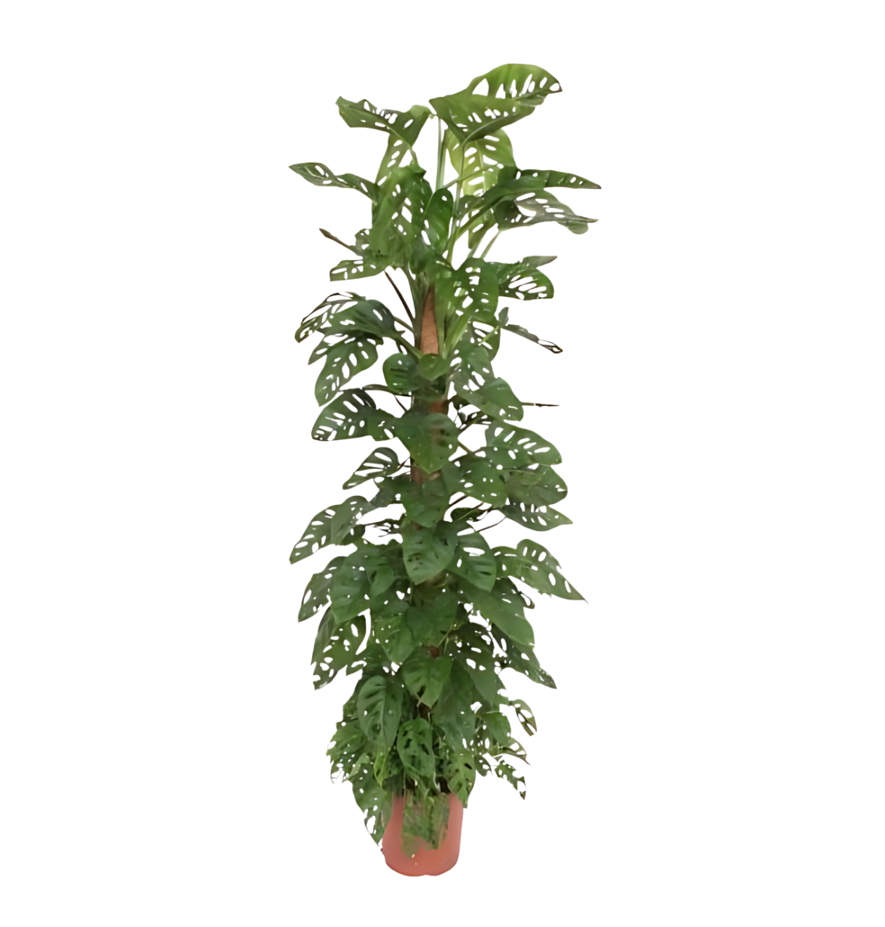 Monstera “Monkey Leaf” mit Moosstab | Affenblatt | +/- 180cm | ø 27cm Topf 1 Monstera “Monkey Leaf” mit Moosstab | Affenblatt | +/- 180cm | ø 27cm Topf