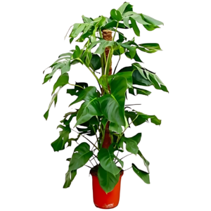 Monstera Pertusum | Fensterblatt | +/- 120cm | ø 24cm Topf