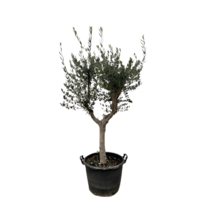 Olea Europaea “Cultivo” | Olivenbaum | +/- 200cm | ø 45cm Topf