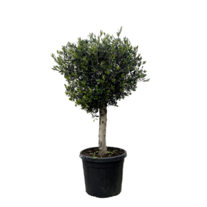 Olea Europaea “Lorc” | Olivenbaum | +/- 180cm | ø 50cm Topf