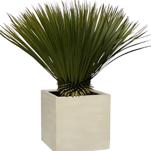 Yucca rostrata | Blaue Palmlilie | +/- 80cm | ø 27cm