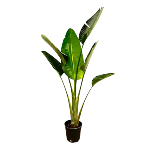 Strelitzia “Augusta” | Weiße Paradiesvogelblume | +/- 180cm | ø 30cm Topf