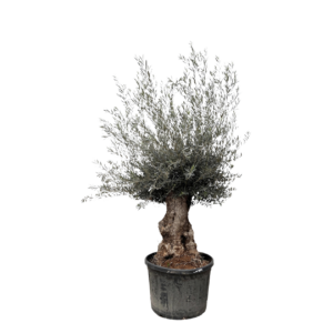 Olea Europaea “Bonsai” | Olivenbaum Bonsai | +/- 225cm | ø 80cm Topf
