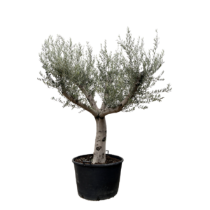 Olea Europaea “Cultivo” | Olivenbaum | +/- 250cm | ø 80cm Topf