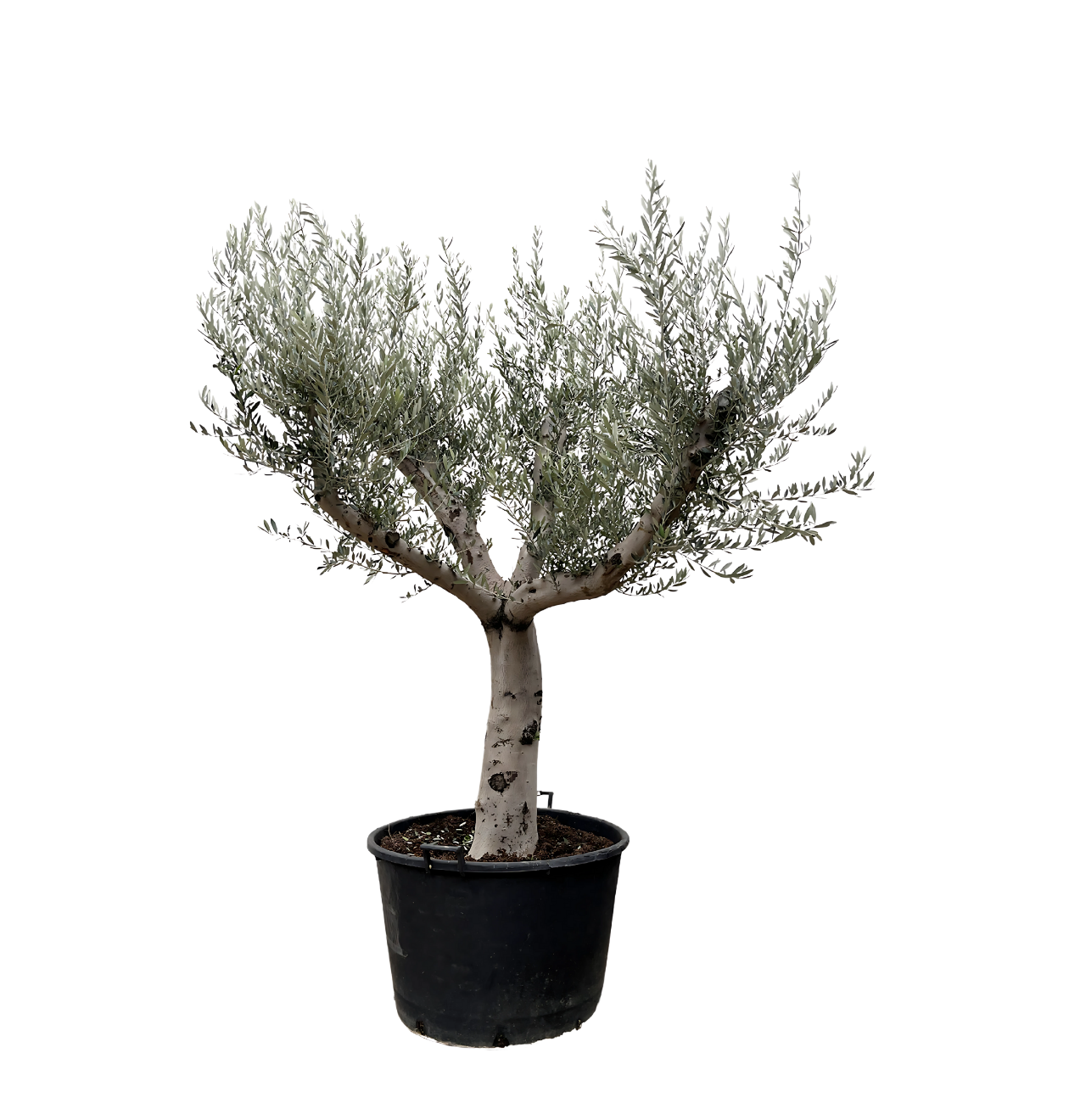 Olea Europaea “Cultivo” | Olivenbaum | +/- 250cm | ø 80cm Topf 1 Olea Europaea “Cultivo” | Olivenbaum | +/- 250cm | ø 80cm Topf