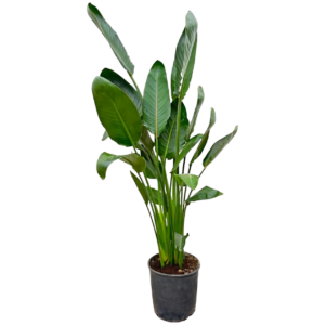 Strelitzia “Reginae” | Paradiesvogelblume | +/- 130cm | ø 24cm Topf