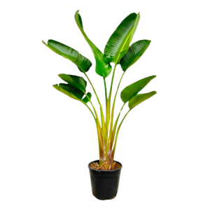Strelitzia “Augusta” | Weiße Paradiesvogelblume | +/- 160cm | ø 28cm Topf