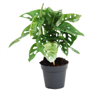 Monstera Monkey Leaf “Obliqua” | Affenblatt | +/- 25cm | ø 12cm Topf