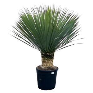 Yucca rostrata | Blaue Palmlilie | +/- 140cm | ø 50cm