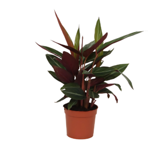 Calathea “Stripestar” | Korbmarante | +/- 40cm | ø 12cm Topf