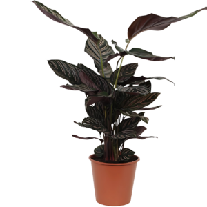 Calathea “Sanderiana” | Korbmarante | +/- 80cm | ø 19cm Topf