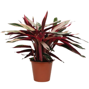 Calathea “Triostar” (Stromanthe) | Korbmarante | +/- 80cm | ø 19cm Topf