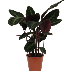 Calathea “Warsceviczii” | Korbmarante | +/- 80cm | ø 19cm Topf