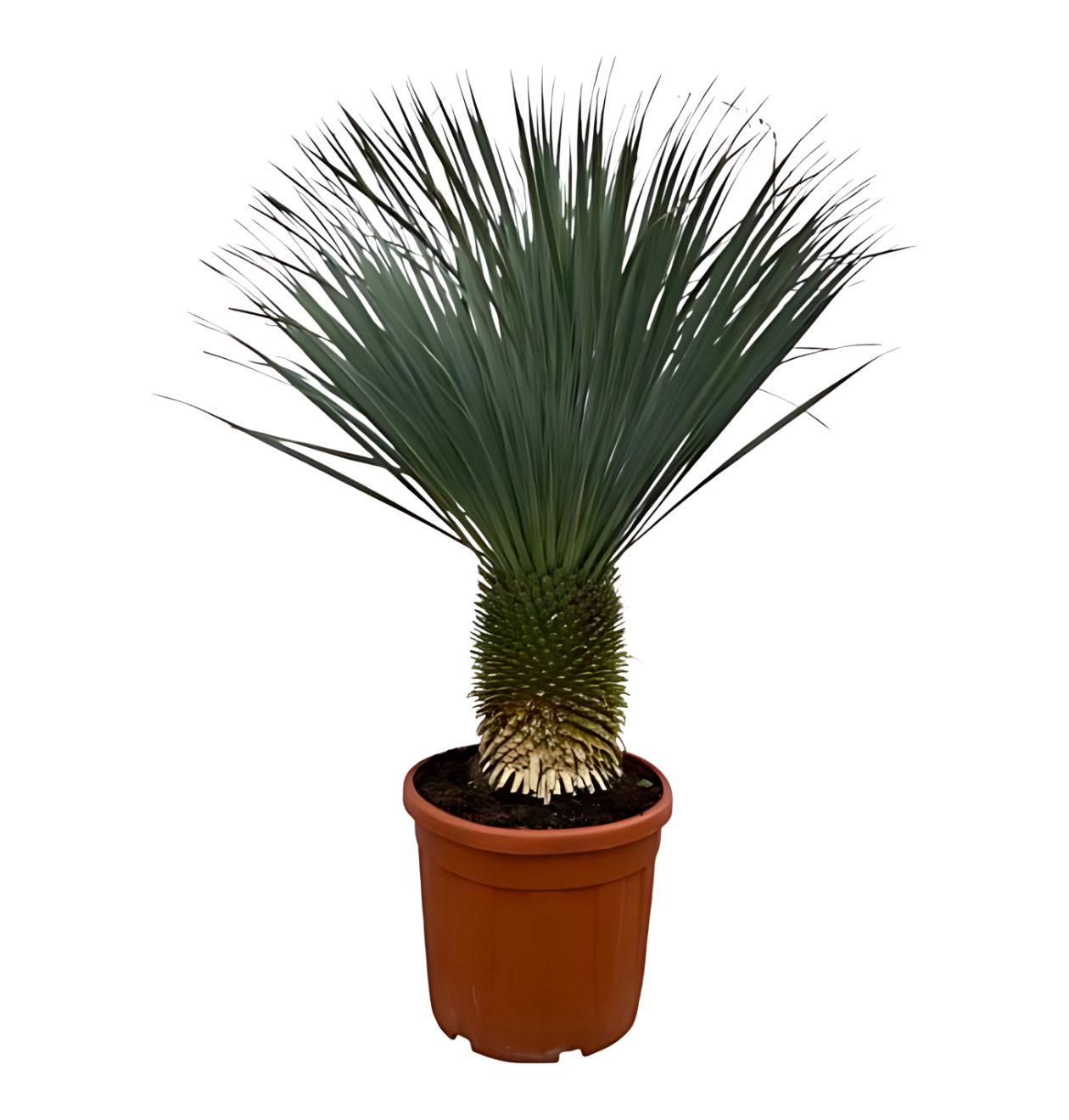 Yucca rostrata | Blaue Palmlilie | +/- 160cm | ø 50cm 1 Yucca rostrata | Blaue Palmlilie | +/- 160cm | ø 50cm