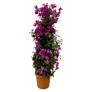 Bougainvillea Pyramide | Drillingsblume | +/- 80cm | ø 17cm